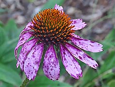 Growth - Cone flower, 2016-07-29