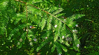 Tiny cones on evergreen, 2016-08-07