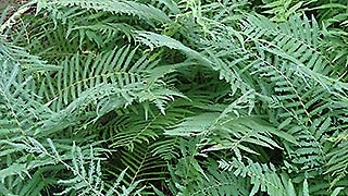 Ferns, 2016-07-29