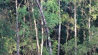 Trees up from the spring, by parking lot, 2016-07-29