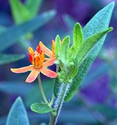 Orange flower, 2016-07-29