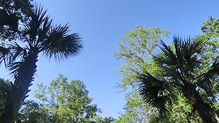 Palm trees, 2016-07-29
