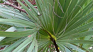 Large palmetto, 2016-07-29