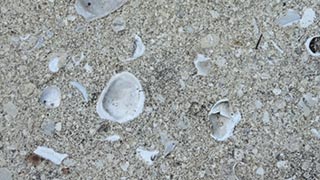 Patio paving closer