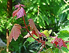 Red maple leafing out, 2016-007-29