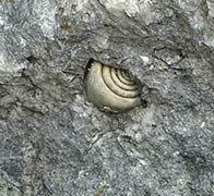 Shell embedded in rock