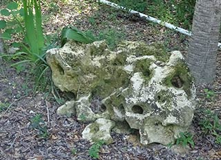 Rock