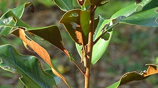 Rusty foliage tree, 2016-07-29