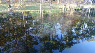 Pine Log trees reflected in Sand Pond