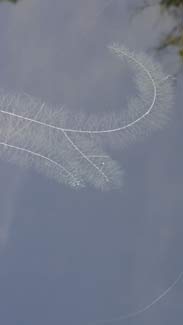 Feathery water plant