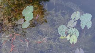Lily pad arabesques in Sand Pond at Pine Log SF