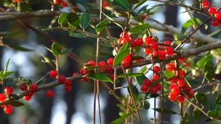 Yaupon berries
