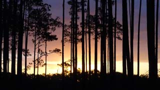 Sunrise through woods