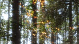 Golden-leaved mobile over forest