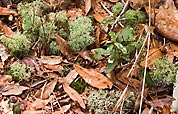 deer lichens