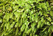 Lycopodium (clubmoss)