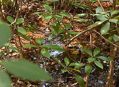 plants
