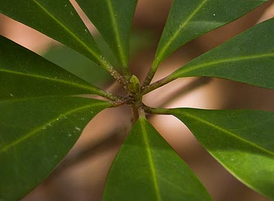 bud