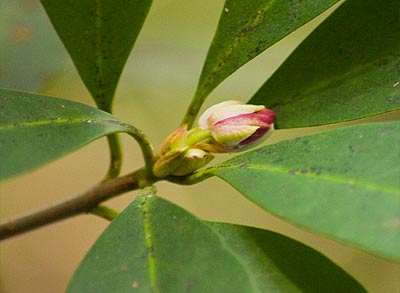 bud growing