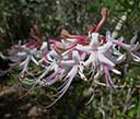 wild azaleas on Panhandle Trace Hike