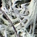 Deer lichen on Panhandle Trace Hike