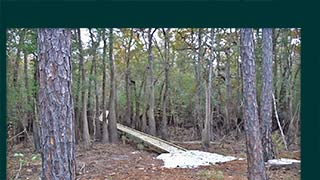 Cypress Creek bridge when river is down on 11-13-2016