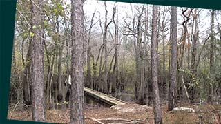 Cypress Creek bridge when river is under flood stage