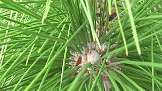 Longleaf pine growing tip