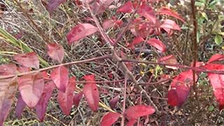 Sumac, fall foliage