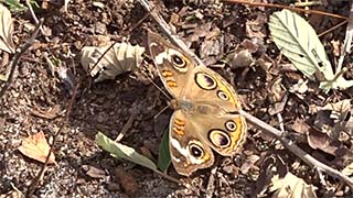 Common Buckeye butterfly