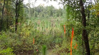 Longleaf pines in various stages of growth