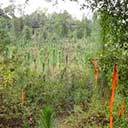 Florida Trail: CRS N section work day 11-11-2016, 2016-11-16