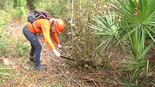 Anne Daniel, Volunteer Hours Tracker and Activity Coordinator lopping, clearing vegetation