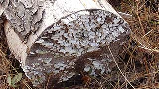 Lichens on log cut near the trail opening