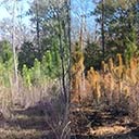 First hike at new Florida Trail section (CRS), 2017-02-15