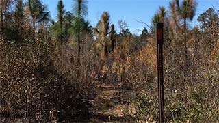 Longleaf pine - burned 2/04/2017, #1