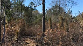 Longleaf pine - burned 2/04/2017, #2
