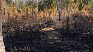 Longleaf pine - burned 2/04/2017, #4