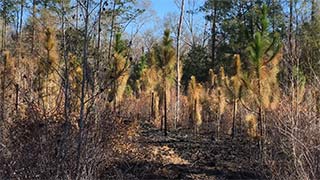 Longleaf pine - burned 2/04/2017, #5