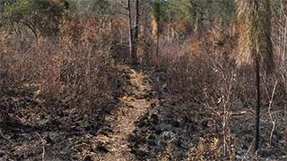 Longleaf Pines - burned 2/4/2017, #3
