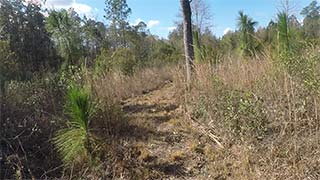 Longleaf pine - green 1/14/2017, #2