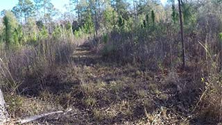 Longleaf pine - green 1/14/2017, #4
