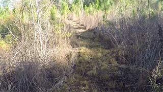 Longleaf pine - green 1/14/2017, #5