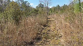 Longleaf pine - green 1/14/2017, #3