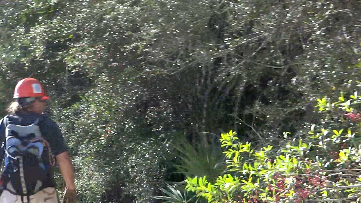 Any wildlife coming from the west through the forest?