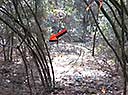 Root-Cutting Teamwork on the Florida Trail