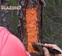 Painting blazes with a brush on the Florida Trail
