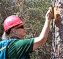 Painting blazes with a Blaze Master kit on the Florida Trail