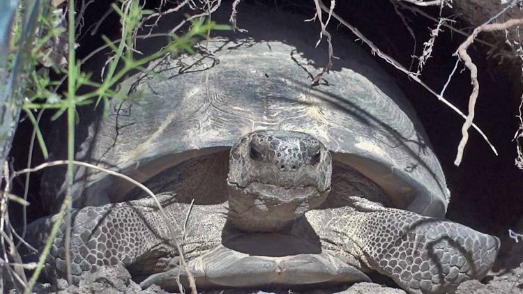 Gopher Tortoise behind Ford