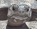 Gopher Tortise pen to be enlarged